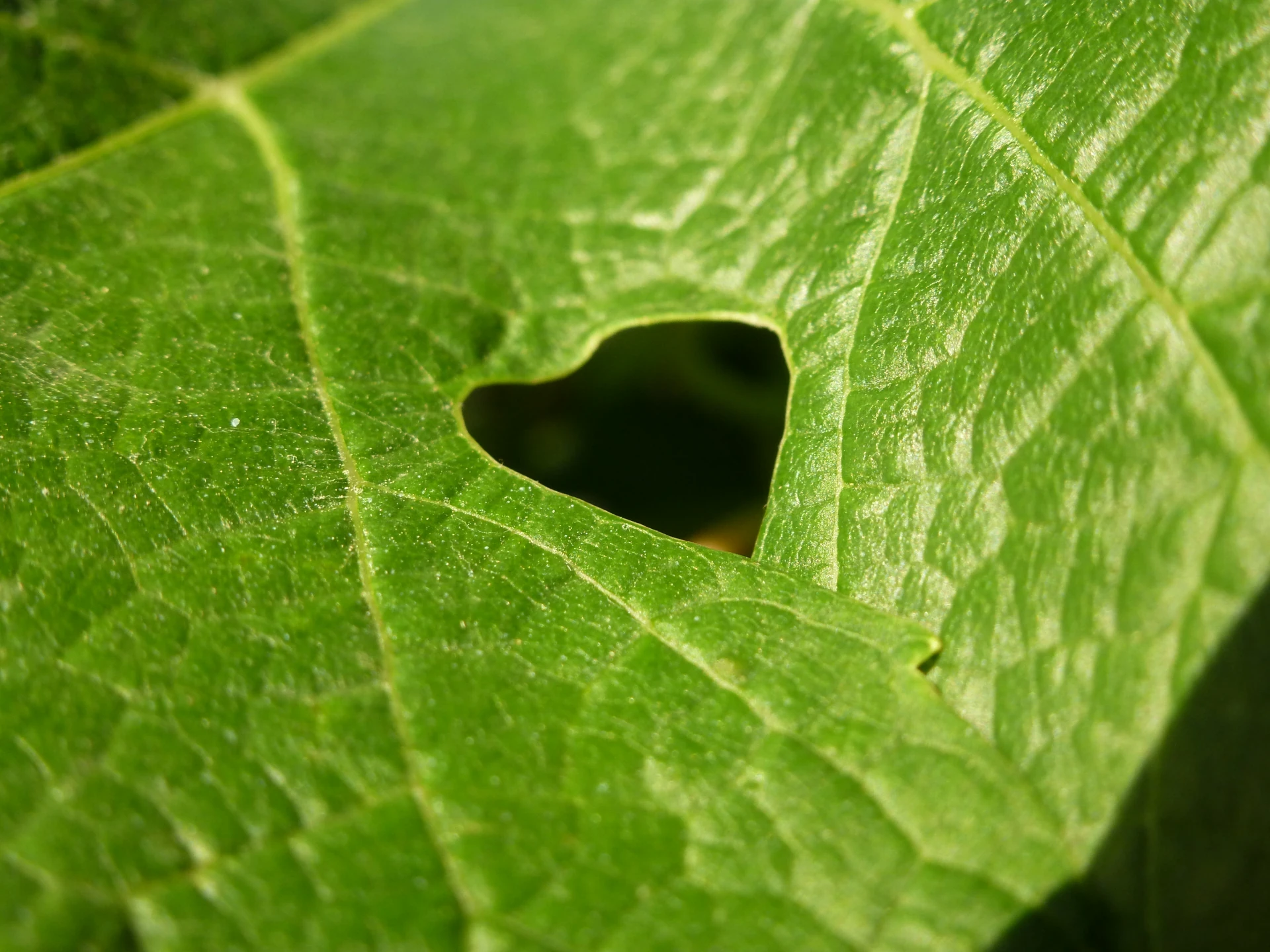 feuille de vigne avec un trou en forme de coeur