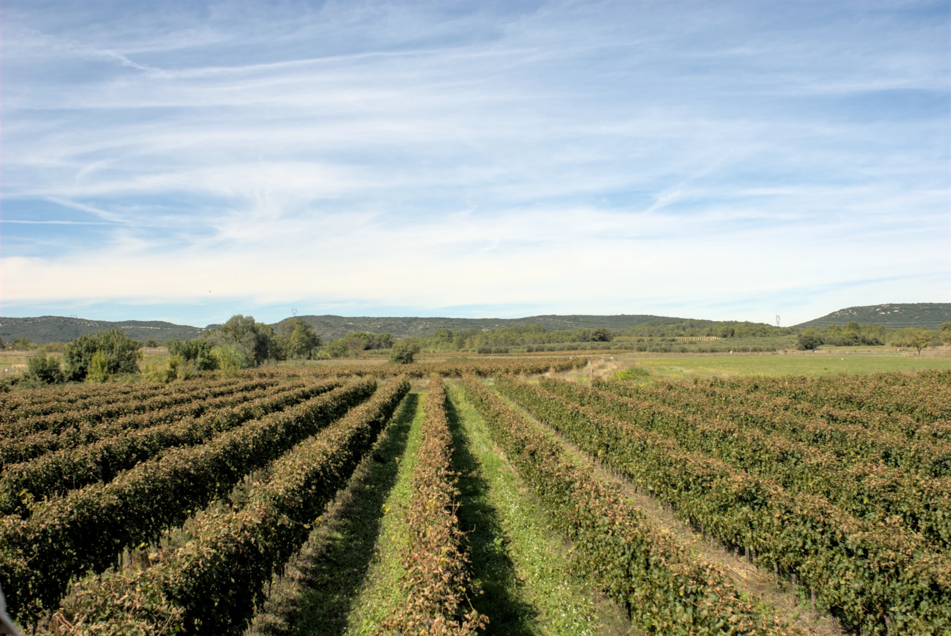 vue d'ensembe du champs de vigne